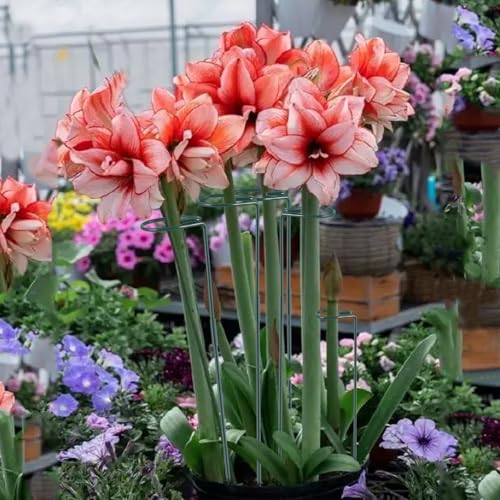 Plant Stake Support - 6 Pack Adjustable Height 12" or 24", Garden Support Stake Plant Cage Support Rings, Single Stem Plant Support Stakes, for Flowers Amaryllis Tomatoes Peony Lily Rose (24inch) - size: 24inch