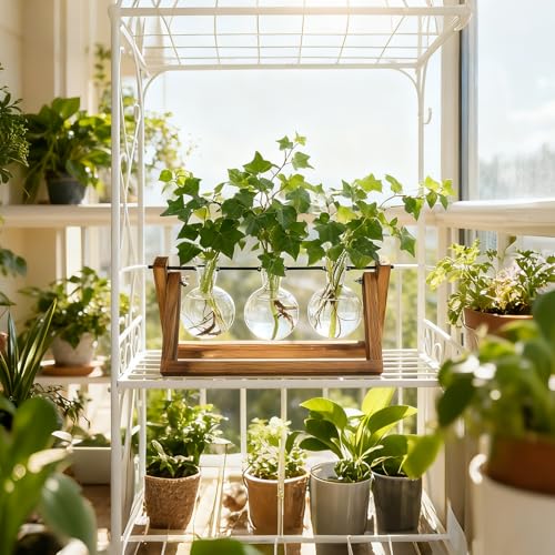 Renmxj Plant Propagation Station, Plant Terrarium with Wooden Stand | Unique Gardening Birthday Gifts for Women Plants Lovers, Home Office Garden Decor Planter - 3 Bulb Glass Vases - size: 3 Bulb Vase