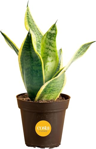 Costa Farms Snake Plant, Live Indoor Plant, Air Purifying, Low Light, Easy | Nearly indestructible and thrives in low light. Great indoor houseplant. Ideal housewarming or birthday gift. - style: Snake Plant, Small (8-12 Inches Tall), in Indoor Grow Pot