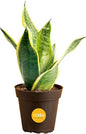 Costa Farms Snake Plant, Live Indoor Plant, Air Purifying, Low Light, Easy | Nearly indestructible and thrives in low light. Great indoor houseplant. Ideal housewarming or birthday gift. - style: Snake Plant, Small (8-12 Inches Tall), in Indoor Grow Pot