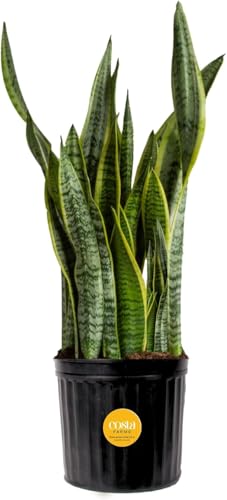 Costa Farms Snake Plant, Live Indoor Plant, Air Purifying, Easy Low Light | Nearly indestructible and thrives in low light. Great indoor houseplant. Ideal housewarming or birthday gift. - style: Snake Plant, Large (2-3 Feet Tall), in Grow Pot