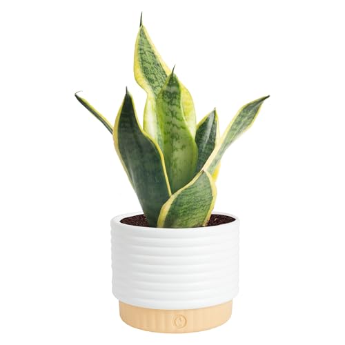Costa Farms Snake Plant, Live Indoor Plant, Air Purifying, Easy Low Light | Nearly indestructible and thrives in low light. Great indoor houseplant. Ideal housewarming or birthday gift. - style: Snake Plant, Small (8-12 Inches Tall), in Decorative Plant P