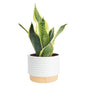 Costa Farms Snake Plant, Live Indoor Plant, Air Purifying, Easy Low Light | Nearly indestructible and thrives in low light. Great indoor houseplant. Ideal housewarming or birthday gift. - style: Snake Plant, Small (8-12 Inches Tall), in Decorative Plant P