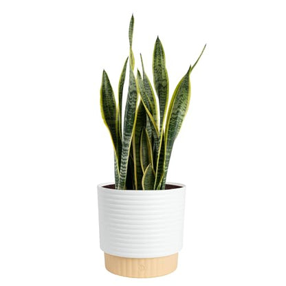 Costa Farms Snake Plant, Live Indoor Plant, Air Purifying, Easy Low Light | Nearly indestructible and thrives in low light. Great indoor houseplant. Ideal housewarming or birthday gift. - style: Snake Plant, Large (2-3 Feet Tall), in Decorative Plant Pot