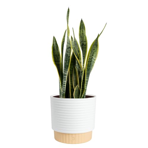 Costa Farms Snake Plant, Live Indoor Plant, Air Purifying, Easy Low Light | Nearly indestructible and thrives in low light. Great indoor houseplant. Ideal housewarming or birthday gift. - style: Snake Plant, Large (2-3 Feet Tall), in Decorative Plant Pot