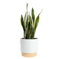 Costa Farms Snake Plant, Live Indoor Plant, Air Purifying, Easy Low Light | Nearly indestructible and thrives in low light. Great indoor houseplant. Ideal housewarming or birthday gift. - style: Snake Plant, Large (2-3 Feet Tall), in Decorative Plant Pot