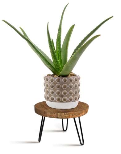 OBTAIN Plant Stand Indoor Outdoor, Wooden plant Stool, Mid Century Plant Stand for Indoor Plants, Wood Modern Plant Holder Rattan Flower, Low Short Boho Rustic Planter Stand Fit 5-15 Inch Pot(M) - color: Dark Brown, size: Medium