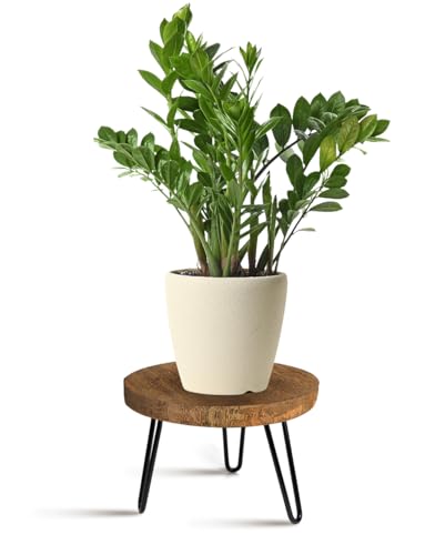 OBTAIN Plant Stand Indoor Outdoor Wood Mid Century Plant Stand for Indoor Plants, Modern Plant Table Round Plant Stool, Boho Rustic Wooden Stool for Plant Pot Hol (L) - color: Dark Brown, size: Large