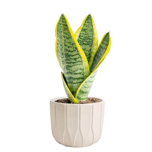Costa Farms Snake Plant, Live Indoor Plant, Air Purifying, Low Light, Easy | Nearly indestructible and thrives in low light. Great indoor houseplant. Ideal housewarming or birthday gift. - style: Snake Plant, Small (8-12 Inches Tall), in Décor Planter