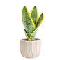 Costa Farms Snake Plant, Live Indoor Plant, Air Purifying, Low Light, Easy | Nearly indestructible and thrives in low light. Great indoor houseplant. Ideal housewarming or birthday gift. - style: Snake Plant, Small (8-12 Inches Tall), in Décor Planter