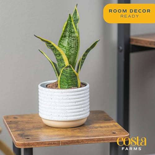 Costa Farms Snake Plant, Live Indoor Plant, Air Purifying, Low Light, Easy | Nearly indestructible and thrives in low light. Great indoor houseplant. Ideal housewarming or birthday gift. - style: Snake Plant, Small (8-12 Inches Tall), in Indoor Grow Pot