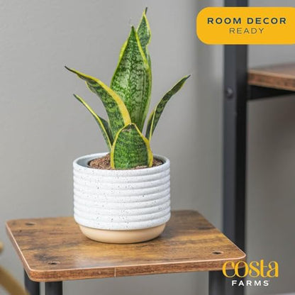 Costa Farms Snake Plant, Live Indoor Plants, Air Purifying, Low Light, Easy | Nearly indestructible and thrives in low light. Great indoor houseplant. Ideal housewarming or birthday gift. 2-pack - style: Snake Plant, Small (8-12 Inches Tall), in Indoor Gr