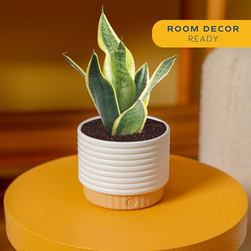 Costa Farms Snake Plant, Live Indoor Plant, Air Purifying, Easy Low Light | Nearly indestructible and thrives in low light. Great indoor houseplant. Ideal housewarming or birthday gift. - style: Snake Plant, Small (8-12 Inches Tall), in Decorative Plant P