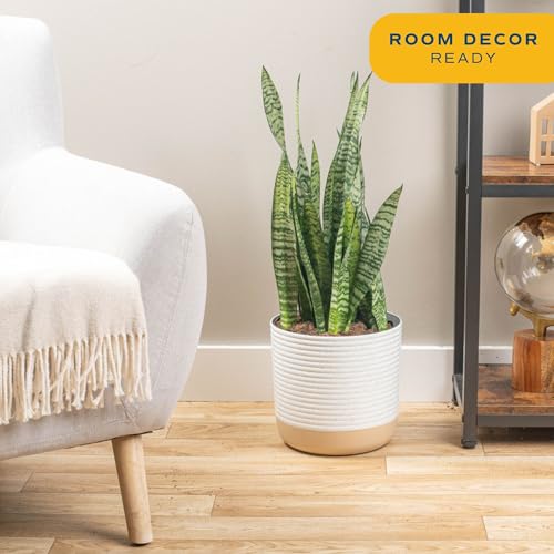 Costa Farms Snake Plant, Live Indoor Plant, Air Purifying, Easy Low Light | Nearly indestructible and thrives in low light. Great indoor houseplant. Ideal housewarming or birthday gift. - style: Snake Plant, Large (2-3 Feet Tall), in Grow Pot