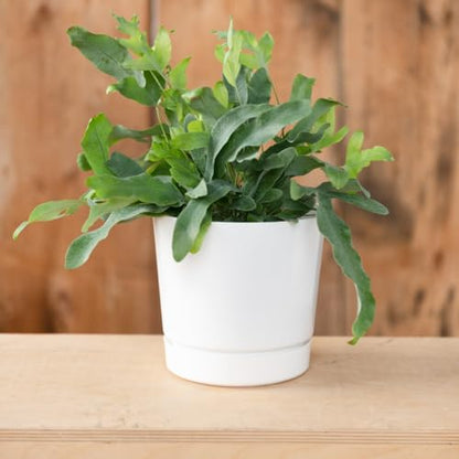 Root & Vessel Majestic Full Depth Cylinder Pot, Glossy White, 14-Inch (10142) - color: White, size: 14 Inch
