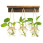 XXXFLOWER Wall Hanging Propagation Station with 3 Star-Shaped Glass Vase | Hanging Plant Holder for Hydroponics, Living Room Office Bathroom Wall Decoration, Unique Gardening Gifts for Plant Lover - size: 3 Star-Shaped Glass Vases