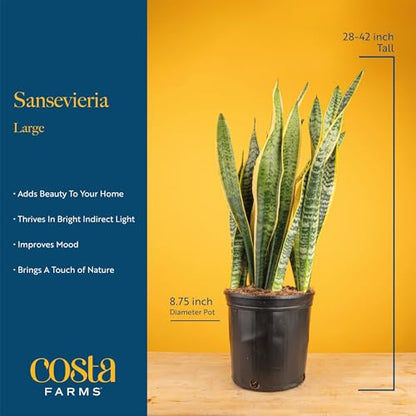 Costa Farms Snake Plant, Live Indoor Plant, Air Purifying, Easy Low Light | Nearly indestructible and thrives in low light. Great indoor houseplant. Ideal housewarming or birthday gift. - style: Snake Plant, Large (2-3 Feet Tall), in Grow Pot