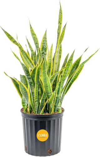 Costa Farms Snake Plant, Live Indoor Plant, Air Purifying, Low Light, Easy | Nearly indestructible and thrives in low light. Great indoor houseplant. Ideal housewarming or birthday gift. - style: Snake Plant, Extra Large (3-4 Feet Tall), in Grower's Pot