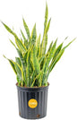 Costa Farms Snake Plant, Live Indoor Plant, Air Purifying, Low Light, Easy | Nearly indestructible and thrives in low light. Great indoor houseplant. Ideal housewarming or birthday gift. - style: Snake Plant, Extra Large (3-4 Feet Tall), in Grower's Pot