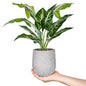 Der Rose 16" Fake Plant Potted Taro Leaf with Rocks for Home Decor | Single potted taro leaf faux plant，a green accent for office desk bathroom shelf and living room，eco-friendly