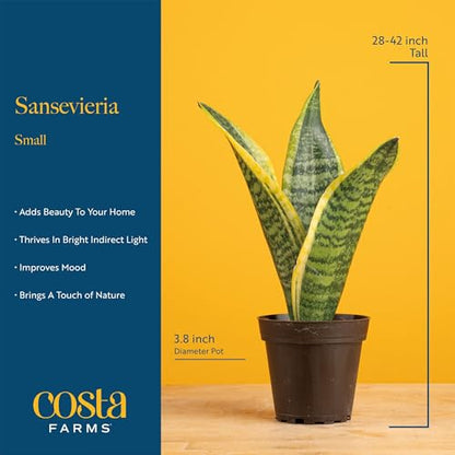 Costa Farms Snake Plant, Live Indoor Plant, Air Purifying, Low Light, Easy | Nearly indestructible and thrives in low light. Great indoor houseplant. Ideal housewarming or birthday gift. - style: Snake Plant, Small (8-12 Inches Tall), in Indoor Décor Plan