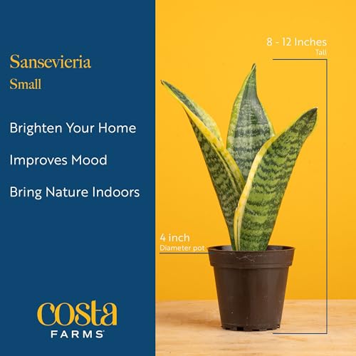Costa Farms Snake Plant, Live Indoor Plant, Air Purifying, Low Light, Easy | Nearly indestructible and thrives in low light. Great indoor houseplant. Ideal housewarming or birthday gift. - style: Snake Plant, Small (8-12 Inches Tall), in Décor Planter