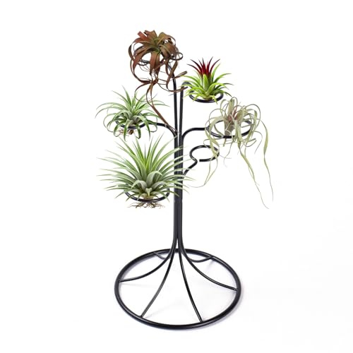 Air Plant Holder Iron Tree Stand Metal Air Plant Display with 6 Rings, Round Base Tillandsia Holder for Home Office Tabletop Decoration (Plants Not Included)