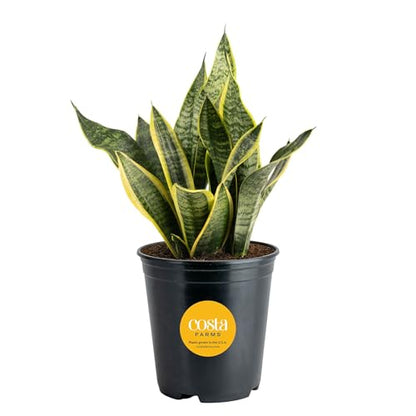 Costa Farms Sansevieria Grower's Choice Snake Live Indoor Plant, 12-Inches Tall, Grower Pot - style: Snake Plant, Medium (12-20 Inches Tall), in Grow Pot