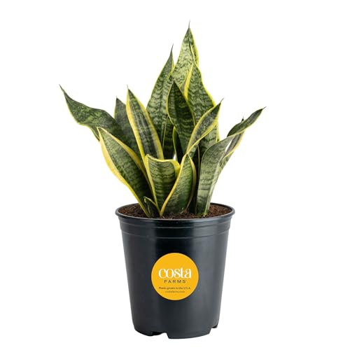 Costa Farms Sansevieria Grower's Choice Snake Live Indoor Plant, 12-Inches Tall, Grower Pot - style: Snake Plant, Medium (12-20 Inches Tall), in Grow Pot