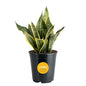 Costa Farms Sansevieria Grower's Choice Snake Live Indoor Plant, 12-Inches Tall, Grower Pot - style: Snake Plant, Medium (12-20 Inches Tall), in Grow Pot