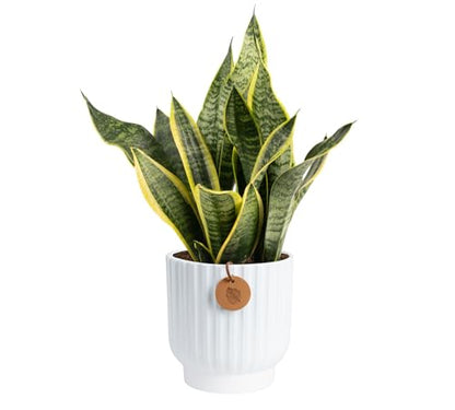 Costa Farms Snake Plant, Live Indoor Plant, Air Purifying, Low Light | Nearly indestructible and thrives in low light. Great indoor houseplant. Ideal housewarming or birthday gift. - style: Snake Plant, Medium (12-20 Inches Tall), in Decorative Plant Pot