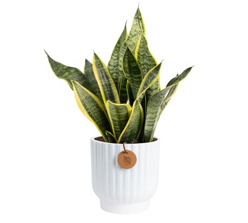 Costa Farms Snake Plant, Live Indoor Plant, Air Purifying, Low Light | Nearly indestructible and thrives in low light. Great indoor houseplant. Ideal housewarming or birthday gift. - style: Snake Plant, Medium (12-20 Inches Tall), in Decorative Plant Pot
