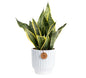 Costa Farms Snake Plant, Live Indoor Plant, Air Purifying, Low Light | Nearly indestructible and thrives in low light. Great indoor houseplant. Ideal housewarming or birthday gift. - style: Snake Plant, Medium (12-20 Inches Tall), in Decorative Plant Pot