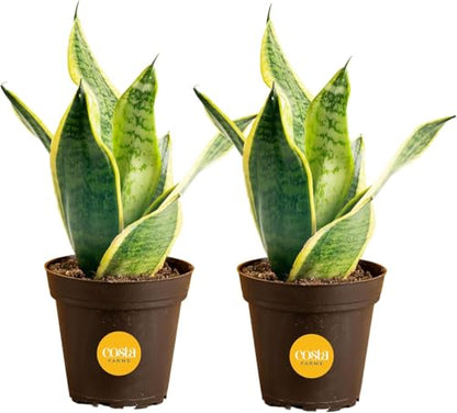 Costa Farms Snake Plant, Live Indoor Plants, Air Purifying, Low Light, Easy | Nearly indestructible and thrives in low light. Great indoor houseplant. Ideal housewarming or birthday gift. 2-pack - style: Snake Plant, Small (8-12 Inches Tall), in Indoor Gr