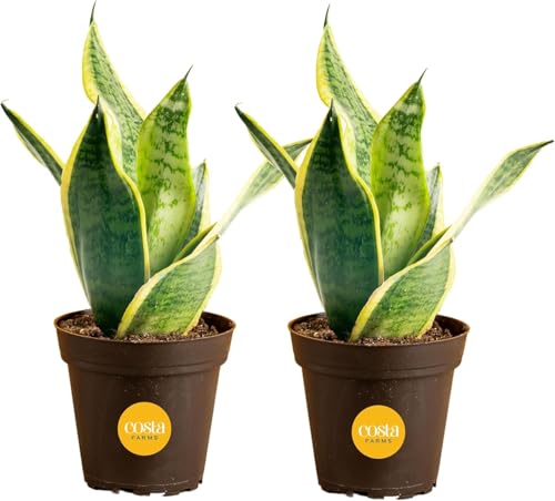 Costa Farms Snake Plant, Live Indoor Plants, Air Purifying, Low Light, Easy | Nearly indestructible and thrives in low light. Great indoor houseplant. Ideal housewarming or birthday gift. 2-pack - style: Snake Plant, Small (8-12 Inches Tall), in Indoor Gr