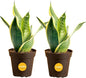 Costa Farms Snake Plant, Live Indoor Plants, Air Purifying, Low Light, Easy | Nearly indestructible and thrives in low light. Great indoor houseplant. Ideal housewarming or birthday gift. 2-pack - style: Snake Plant, Small (8-12 Inches Tall), in Indoor Gr