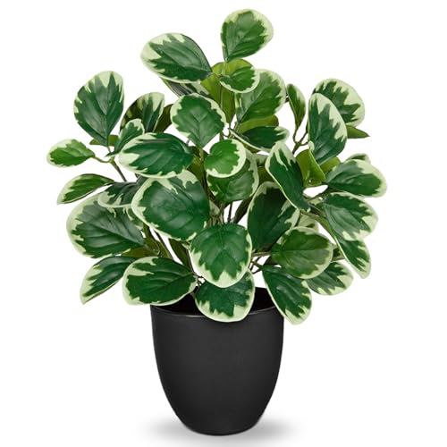 Villa Como 14.5" Artificial Plants Indoor Small Faux Peperomia Plant | Silk Fake Potted Plants for Shelves Desks Living Room Office, Decorative Faux Potted Greenery Tropical House Plant - color: #Funny White Margin