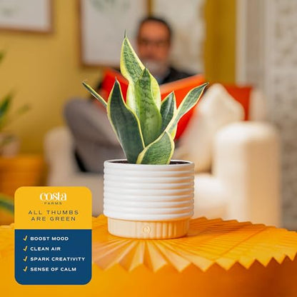 Costa Farms Snake Plant, Live Indoor Plant, Air Purifying, Easy Low Light | Nearly indestructible and thrives in low light. Great indoor houseplant. Ideal housewarming or birthday gift. - style: Snake Plant, Small (8-12 Inches Tall), in Decorative Plant P