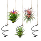 12-Pack Hanging Air Plant Holders,6 Air Plant Stand Display 6 Ropes | 6 Adjustable Rust-Resistant Iron Rings, with Low-Tangle Jute Ropes for Tillandsia, Succulents, Home & Office Decor