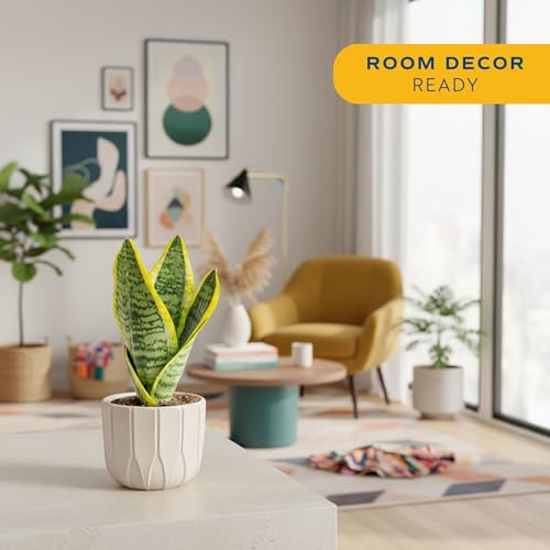 Costa Farms Snake Plant, Live Indoor Plant, Air Purifying, Low Light, Easy | Nearly indestructible and thrives in low light. Great indoor houseplant. Ideal housewarming or birthday gift. - style: Snake Plant, Small (8-12 Inches Tall), in Décor Planter