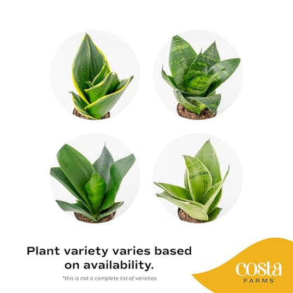 Costa Farms Snake Plant, Live Indoor Plants, Air Purifying, Easy Low Light | Nearly indestructible and thrives in low light. Great indoor houseplant. Ideal housewarming or birthday gift. 3-pack. - style: Snake Plant, Small (8-12 Inches Tall), in Grower Po