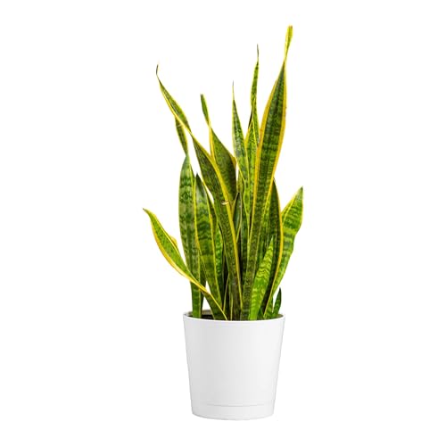 Costa Farms Snake Plant, Live Indoor Plant, Air Purifying, Low Light, Easy | Nearly indestructible and thrives in low light. Great indoor houseplant. Ideal housewarming or birthday gift. - style: Snake Plant, Large (2-3 Feet Tall), in Decorative Planter P
