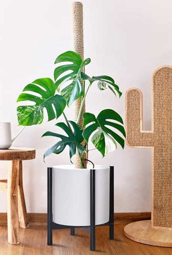 D'vine Dev Plastic Pot with Ebony Wood Stand, White, 14 in, 55-C-T-1 | Mid-Century Inspired Design, Elevated Plant Display, Clean Lines, Sturdy Support, Modern Space-Saving Style - color: Matte White Pot + Ebony Stand, size: 14 Inch