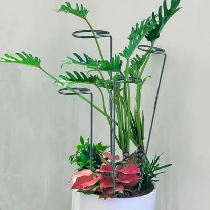 Plant Stake Support - 6 Pack Adjustable Height 12" or 24", Garden Support Stake Plant Cage Support Rings, Single Stem Plant Support Stakes, for Flowers Amaryllis Tomatoes Peony Lily Rose (24inch) - size: 24inch