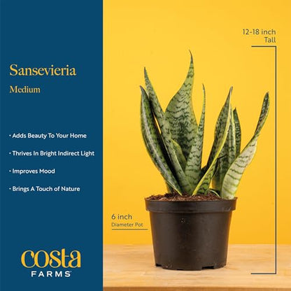 Costa Farms Snake Plant, Live Indoor Plant, Air Purifying, Easy Care | Nearly indestructible and thrives in low light. Great indoor houseplant. Ideal housewarming or birthday gift. - style: Snake Plant, Medium (12-20 Inches Tall), in Decorative Planter Po