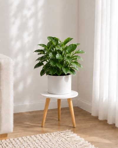 Bamworld Plant Stand Indoor Small Plant Table for Large Plant | White Tall Plant Stool for Flower Pots Solid Wood Flower Stand for Bedroom Living Room Home Office - color: White Short