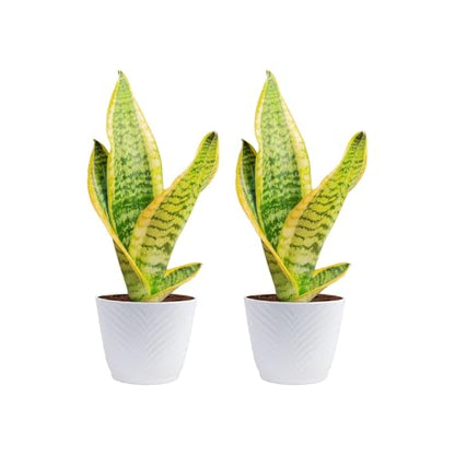 Costa Farms Snake Plant, Live Indoor Plant, Air Purifying, Low Light, Easy | Nearly indestructible and thrives in low light. Great indoor houseplant. Ideal housewarming or birthday gift. - style: Snake Plant, Small (8-12 Inches Tall), in Indoor Décor Plan