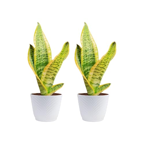 Costa Farms Snake Plant, Live Indoor Plant, Air Purifying, Low Light, Easy | Nearly indestructible and thrives in low light. Great indoor houseplant. Ideal housewarming or birthday gift. - style: Snake Plant, Small (8-12 Inches Tall), in Indoor Décor Plan