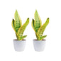 Costa Farms Snake Plant, Live Indoor Plant, Air Purifying, Low Light, Easy | Nearly indestructible and thrives in low light. Great indoor houseplant. Ideal housewarming or birthday gift. - style: Snake Plant, Small (8-12 Inches Tall), in Indoor Décor Plan