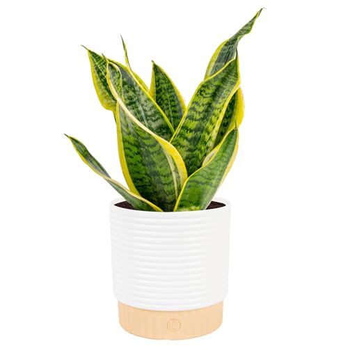 Costa Farms Snake Plant, Live Indoor Plant, Air Purifying, Easy Care | Nearly indestructible and thrives in low light. Great indoor houseplant. Ideal housewarming or birthday gift. - style: Snake Plant, Medium (12-20 Inches Tall), in Decorative Planter Po